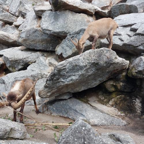 Alpenzoo-Exkursion im Frühjahr 2024