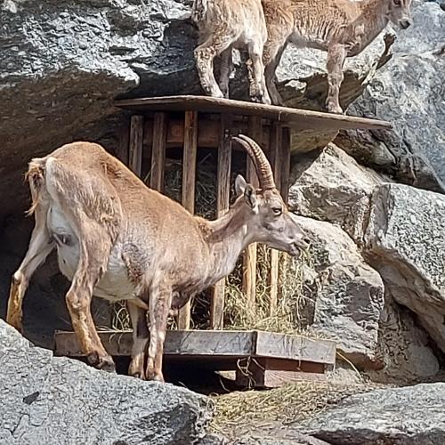 Alpenzoo-Exkursion im Frühjahr 2024