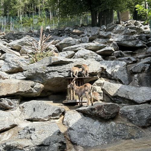 Alpenzoo-Exkursion im Frühjahr 2024