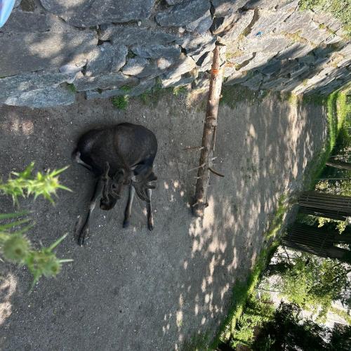 Alpenzooexkursion 2025