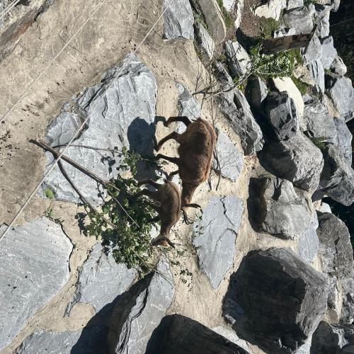 Alpenzooexkursion 2025